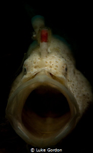 The yawn by Luke Gordon 